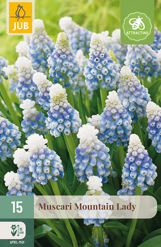 Muskare Muscari armeniacum Mountain Lady 7/8