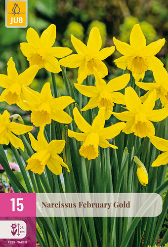 Botāniskā narcise February Gold 10/12