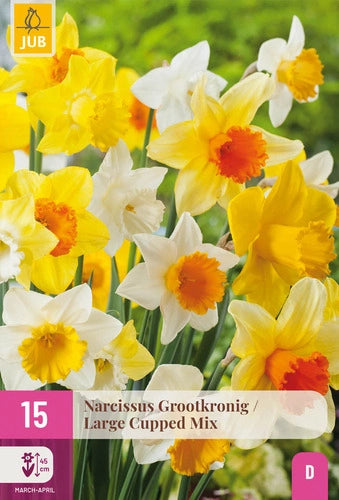 Narcise lielziedu Large Cupped Mix 12/14