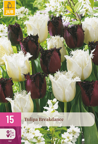 Tulpe, bārkstaina Breakdance 11/12