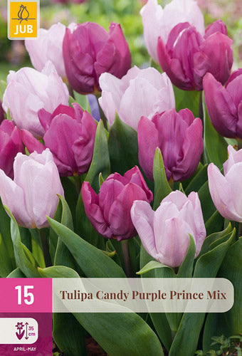 Tulpe agrā vienkāršs zieds Candy Purple Prince Mix 11/12 (15 sīpoli paciņā)