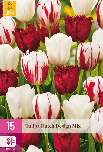 Tulpe Dutch Design Mix 11/12 (15 sīpoli paciņā)