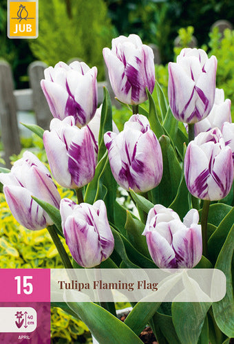 Tulpe, triumfa Flaming Flag 11/12