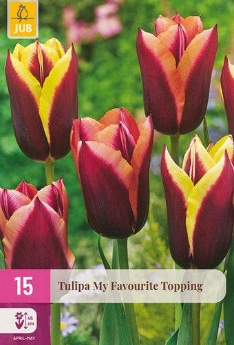 Tulpe, triumfa My Favourite Topping 11/12