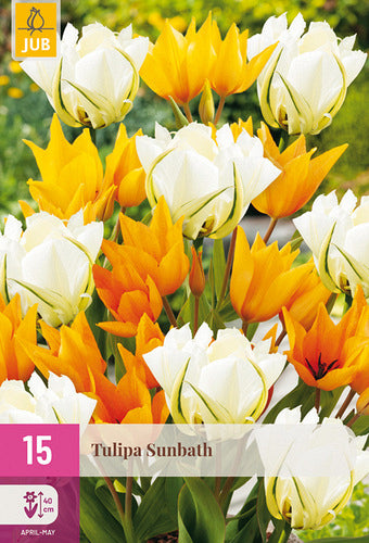 Tulpe Sunbath 11/12-9/+ (15 sīpoli paciņā)