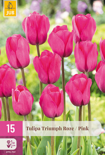 Tulpe, triumfa Triumph Pink 11/12
