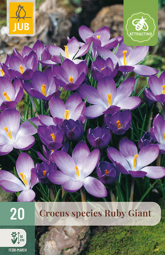 Tamazīni krokuss Crocus tommasinianus Ruby Giant 5/+ (20 gab. paciņā)