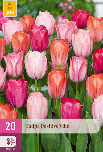 Tulpe, triumfa Positive Vibe 11/12