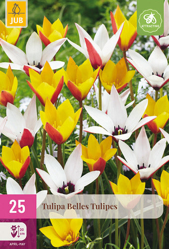 Tulpju maisījums Belles Tulipes 5/6