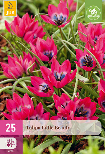 Tulpe humilis Little Beauty 6/+ (25 sīpoli paciņā)