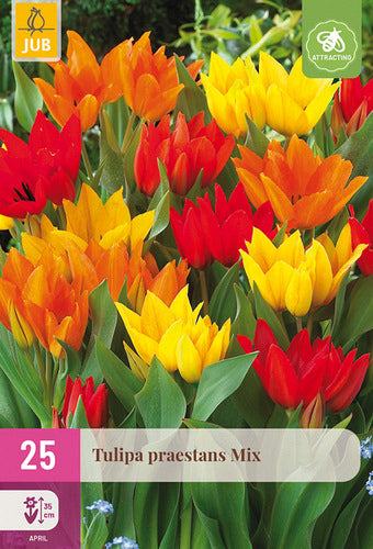 Tulpe daudzziedu Praestans Mix 8/9 (25 sīpoli paciņā)
