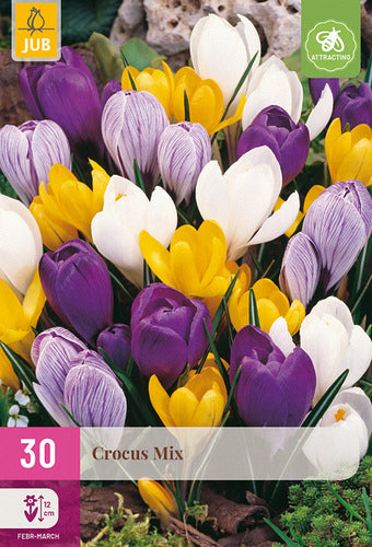 Pavasara krokuss Large Flowering Mix 7/8