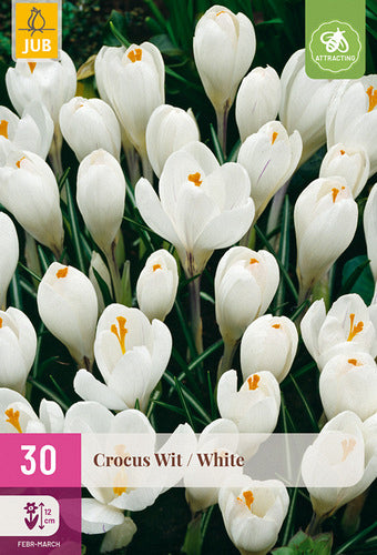 Krokuss White 7/8
