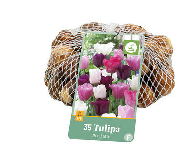 Tulpju maisījums Pastel Mix (tīkliņā) 11/12