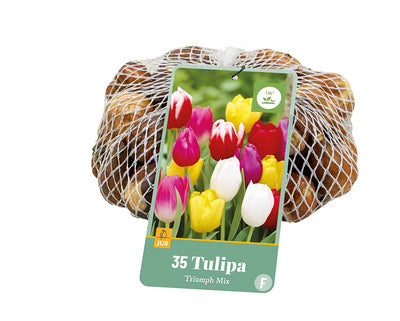 Tulpe, triumfa Triumph Mix (tīkliņā) 11/12