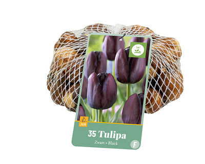 Tulpe, triumfa Zwart/ Black  10/11