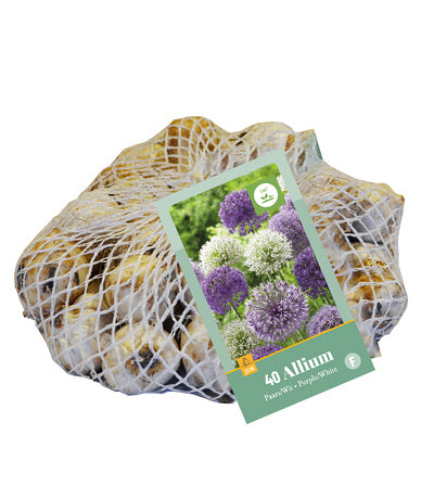 Dekoratīvais sīpols Allium Purple - White 10/12 (40 gab. tīkliņā)