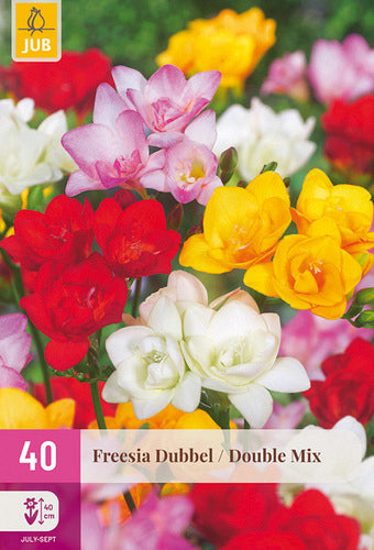 Frēzija Double Mix 5/+