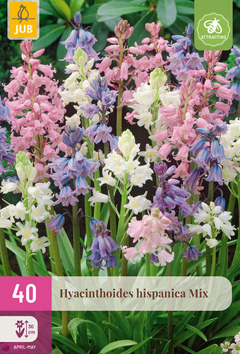 Spānijas pahiacinte Mix 7/8