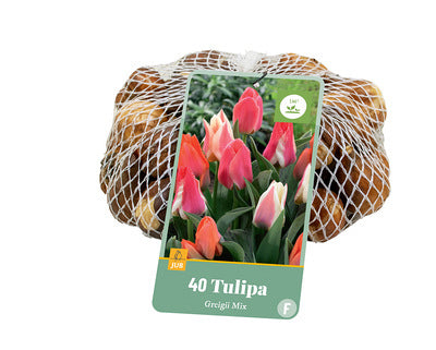 Tulpju maisījums Tulipa Greigii Mix 11/12 (40 gab. tīkliņā)