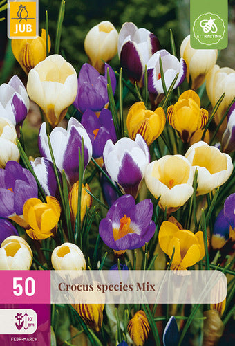 Savvaļas krokusu maisījums Crocus botanical Mix 5/+ (50 gab. paciņā)
