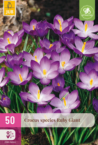 Krokuss Crocus tommasinianus Ruby Giant 5/+
