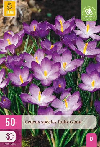 Krokuss Crocus tommasinianus Ruby Giant 5/+
