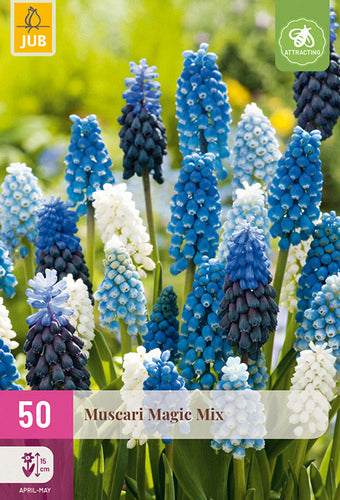 Muskare Muscari Magic Mix 7/8 (50 gab. paciņā)