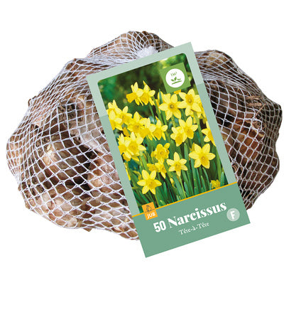 Narcise botāniskā Narcissus Tete-A-Tete 10/11 (50 gab. tīkliņā)