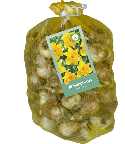 Narcise Yellow (tīkliņā) 10/12