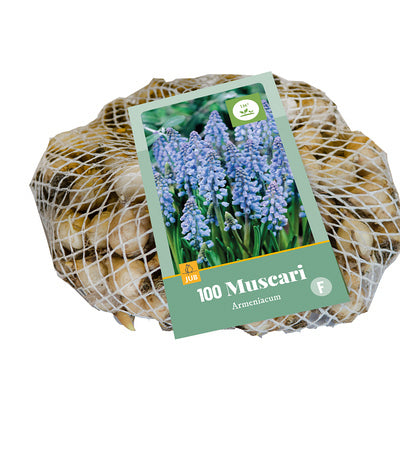 Armēnijas muskare (tīkliņā) 7/8