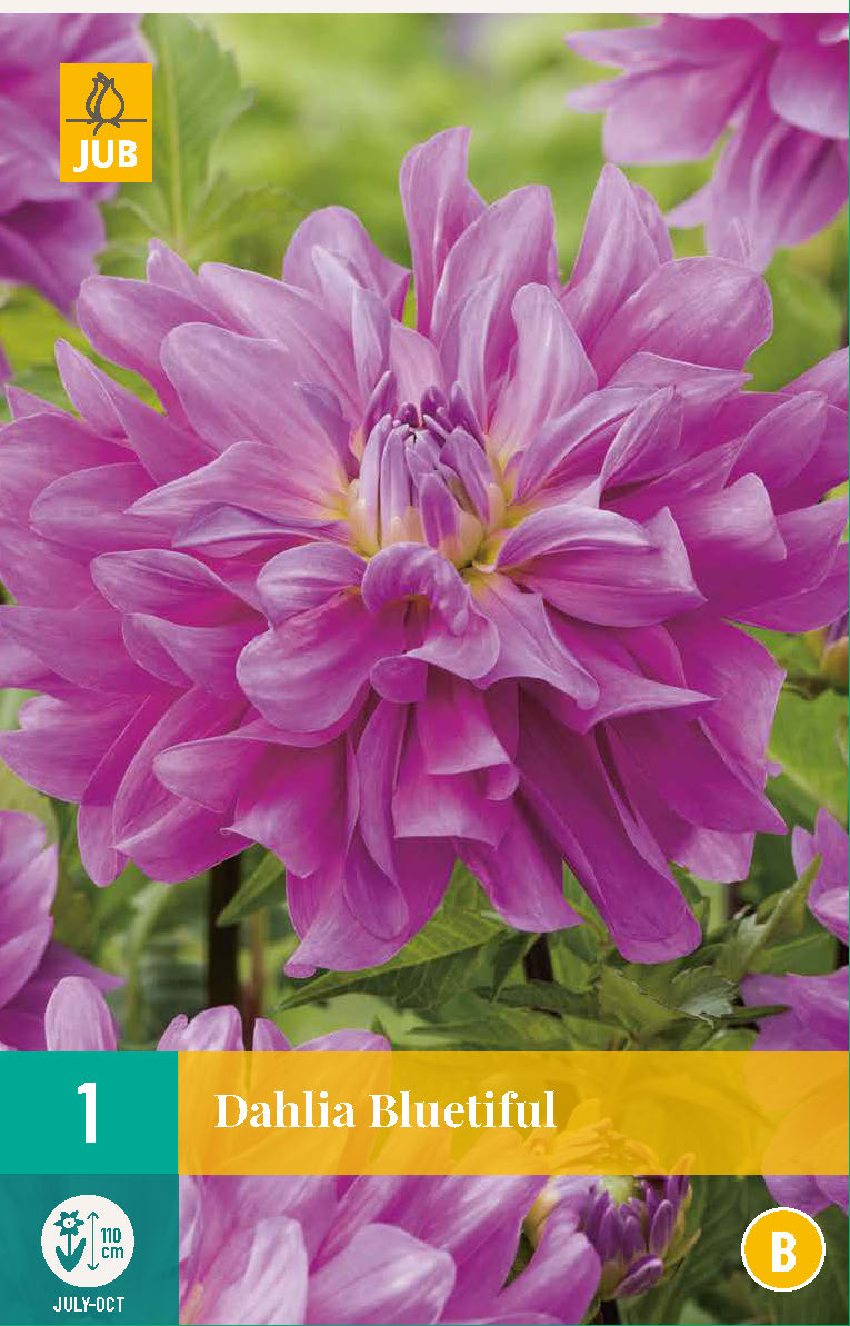 Dārza dālija Bluetiful (1 gab. paciņā)