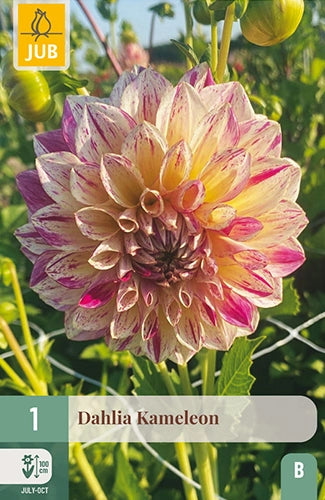 Dārza dālija Kameleon (1 gab. paciņā)
