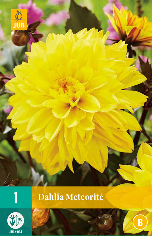 Dārza dālija Meteorite (1 gab. paciņā)