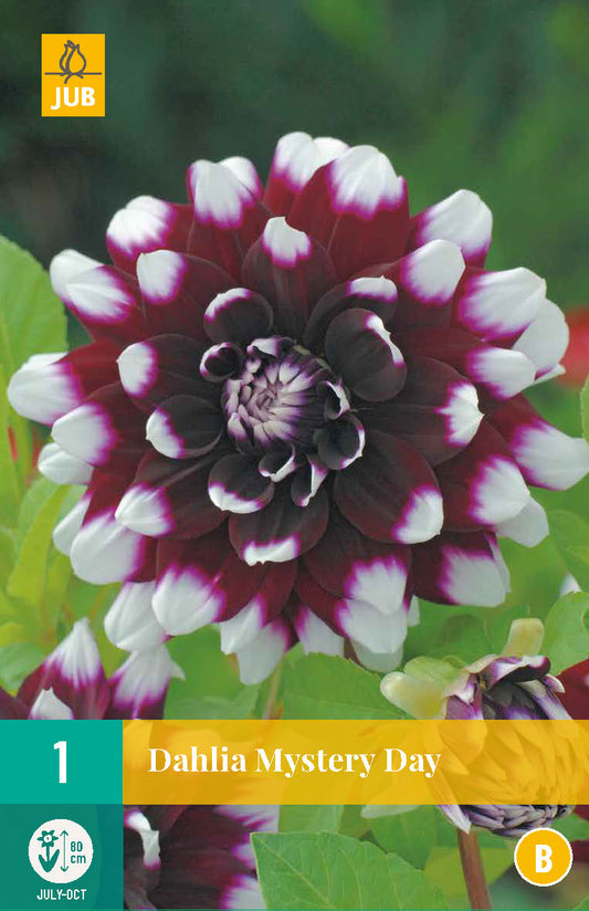 Dārza dālija Mystery Day (1 gab. paciņā)