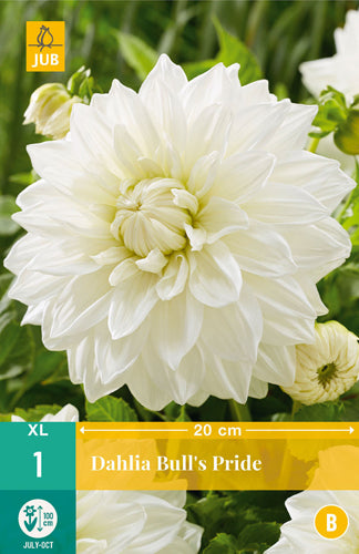 Dārza dālija Bull's Pride (1 gab. paciņā)