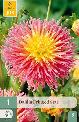 Dārza dālija Fringed Star (1 gab. paciņā)