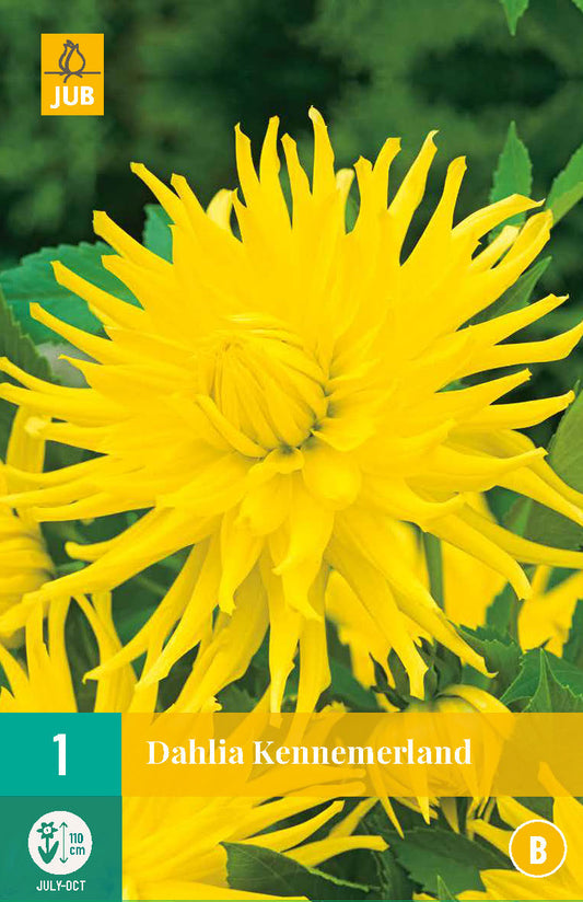 Dārza dālija Kennemerland (1 gab. paciņā)