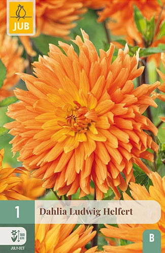 Dārza dālija Ludwig Helfert (1 gab. paciņā)