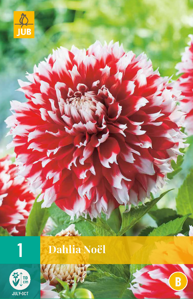 Dārza dālija Noel (1 gab. paciņā)