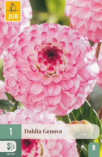 Dārza dālija Genova (1 gab. paciņā)