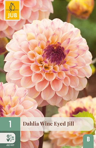 Dārza dālija Wine Eyed Jill (1 gab. paciņā)