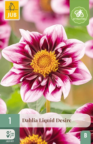 Dārza dālija Liquid Desire (1 gab. paciņā)