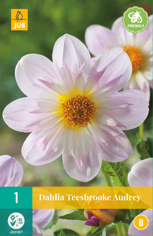 Dārza dālija Teesbrooke Audrey (1 gab. paciņā)