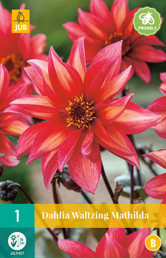 Dārza dālija Waltzing Mathilda (1 gab. paciņā)