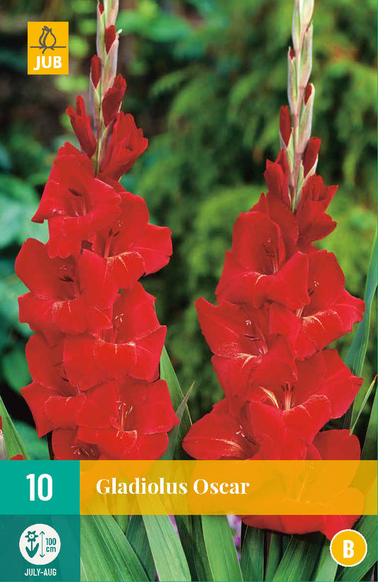 Gladiola Oscar 12/14 (10 gab. paciņā)