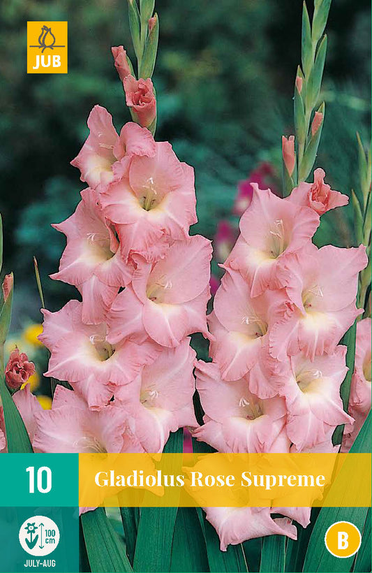 Gladiola Rose Supreme 12/14 (10 gab. paciņā)
