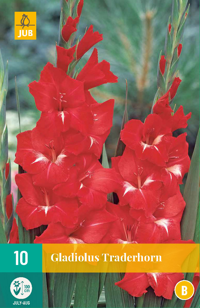 Gladiola Traderhorn 12/14 (10 gab. paciņā)