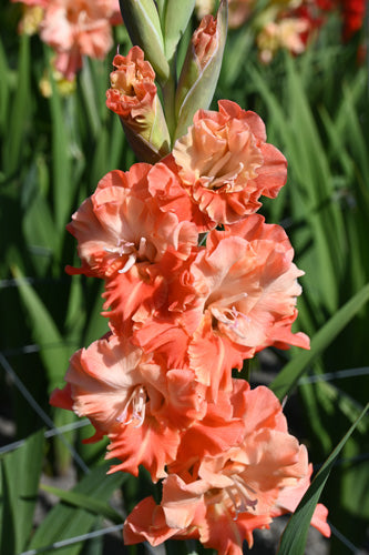 Gladiola Coral Crush (7 gab. paciņā)