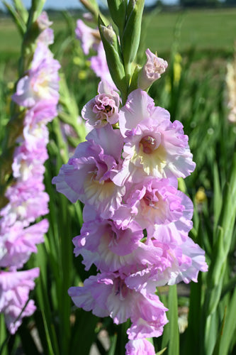 Gladiola Magenta Princess (7 gab. paciņā)